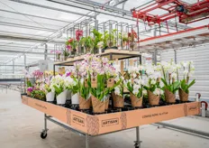 Met concepten helpen ze de eindklant, inclusief retail en consument, te overtuigen van de keuze voor Artisan phalaenopsis. 